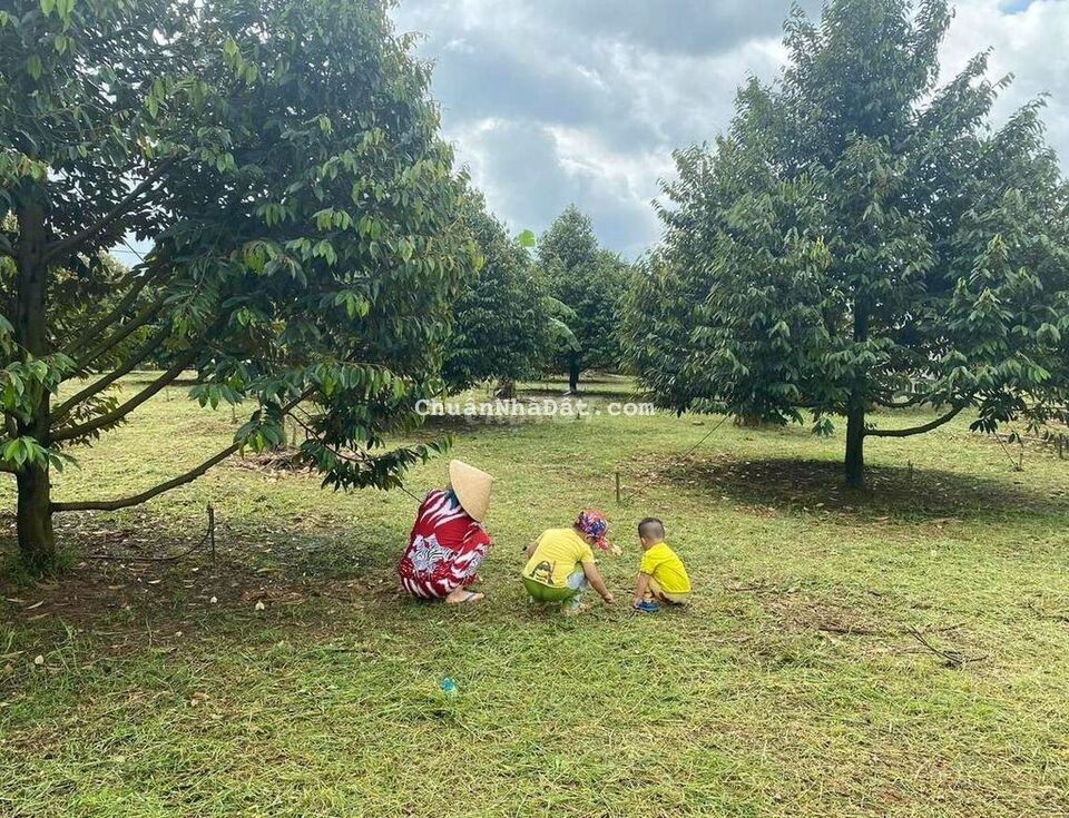 BÁN VƯỜN SẦU RIÊNG HƠN 1 HEC TẠI SÔNG NHẠN ĐỒNG NAI,GIÁ 8.5 TỈ