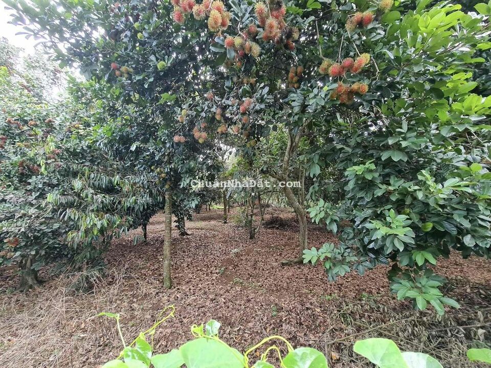 BÁN VƯỜN TRÁI CÂY 1208m2(17x71m), Xuân Tây, Cẩm Mỹ, ĐN