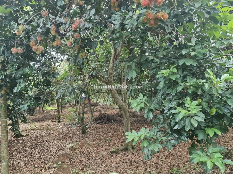 BÁN VƯỜN TRÁI CÂY 1208m2(17x71m), Xuân Tây, Cẩm Mỹ, ĐN