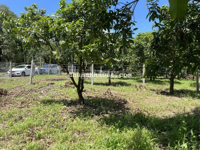 Bán gấp 1,4 sào đất phủ hồng Cẩm Mỹ cạnh cao tốc Phan Thiết chỉ 1,2tỷ Bán gấp 1,4 sào đất phủ hồng Cẩm Mỹ cạnh cao tốc Phan Thiết chỉ 1,2tỷ