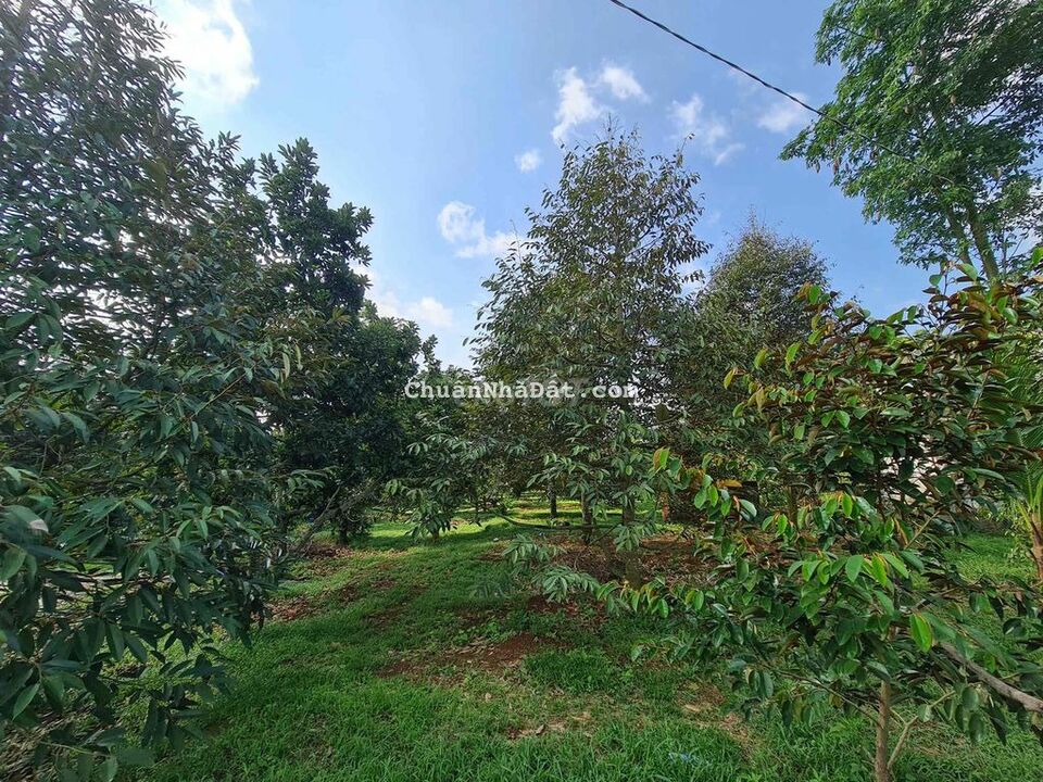 Bán Vườn Sầu Riêng 2493m2. Có 100m2 thổ tại Xuân Bảo.Cẩm Mỹ. Đồng Nai