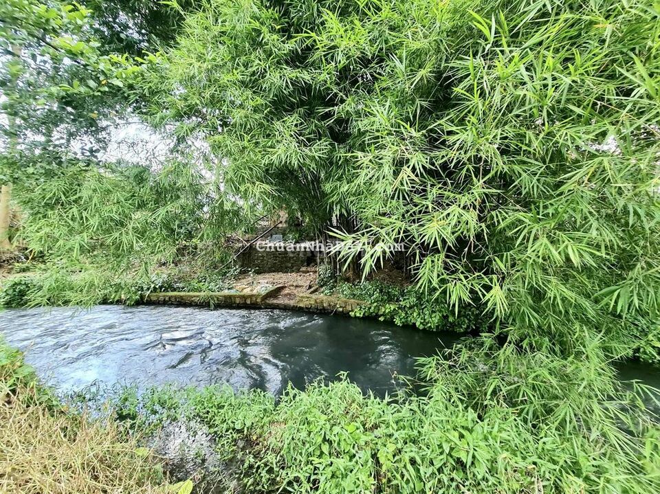 Đất Trái Cây View Suối, 2506m2(48x40m) có 300m2 thổ, Sông Ray, Cẩm Mỹ