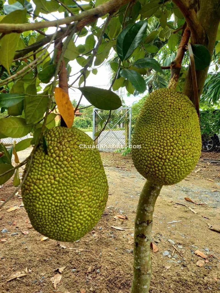 Đất thổ cư ngộp(17x87),thổ cư 376m,Hoà Phú,Củ Chi Đất thổ cư ngộp(17x87),thổ cư 376m,Hoà Phú,Củ Chi