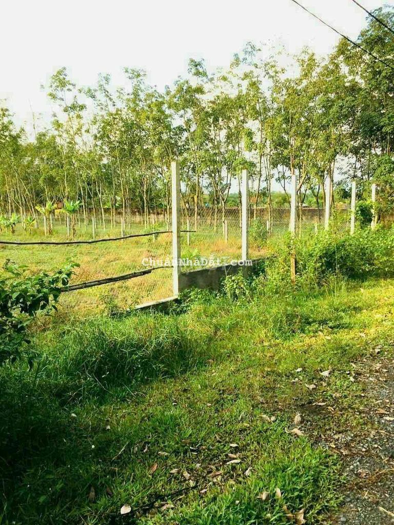 Hàng thơm Phú Mỹ Hưng Củ Chi. giá siêu mềm