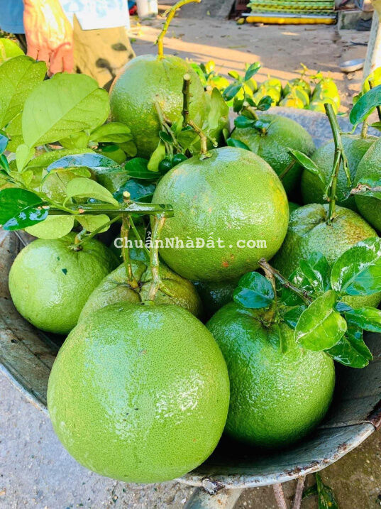 Bán đất Suối Tiên Diên Khánh - vị trí đẹp, đất thổ cư, 1200m giá bán 1,2 tỷ Bán đất Suối Tiên Diên Khánh - vị trí đẹp, đất thổ cư, 1200m giá bán 1,2 tỷ