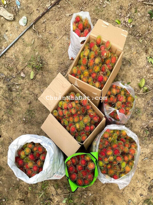 Chính chủ cần bán vườn cây ăn quả, diện tích 1200m2, mặt tiền đường lớn, giáp sông Cái Chính chủ cần bán vườn cây ăn quả, diện tích 1200m2, mặt tiền đường lớn, giáp sông Cái