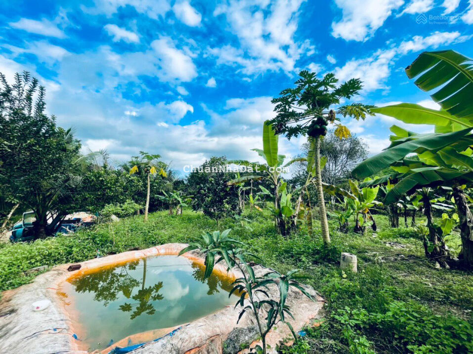 Chính chủ cần bán vườn cây ăn quả, diện tích 1200m2, mặt tiền đường lớn, giáp sông Cái Chính chủ cần bán vườn cây ăn quả, diện tích 1200m2, mặt tiền đường lớn, giáp sông Cái