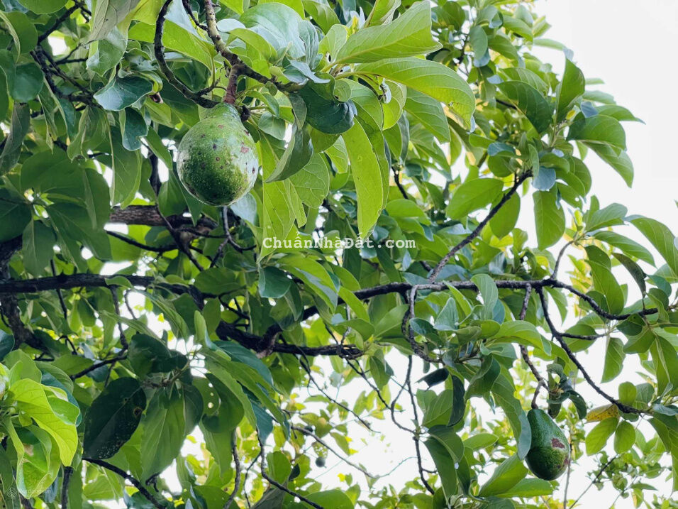 Bán vườn 400m2 trồng đủ loại cây ăn trái, có 200m2 thổ cư, giá chỉ 1 tỷ 790 triệu