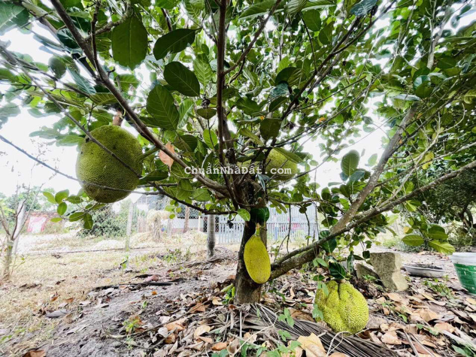 Bán vườn 400m2 trồng đủ loại cây ăn trái, có 200m2 thổ cư, giá chỉ 1 tỷ 790 triệu