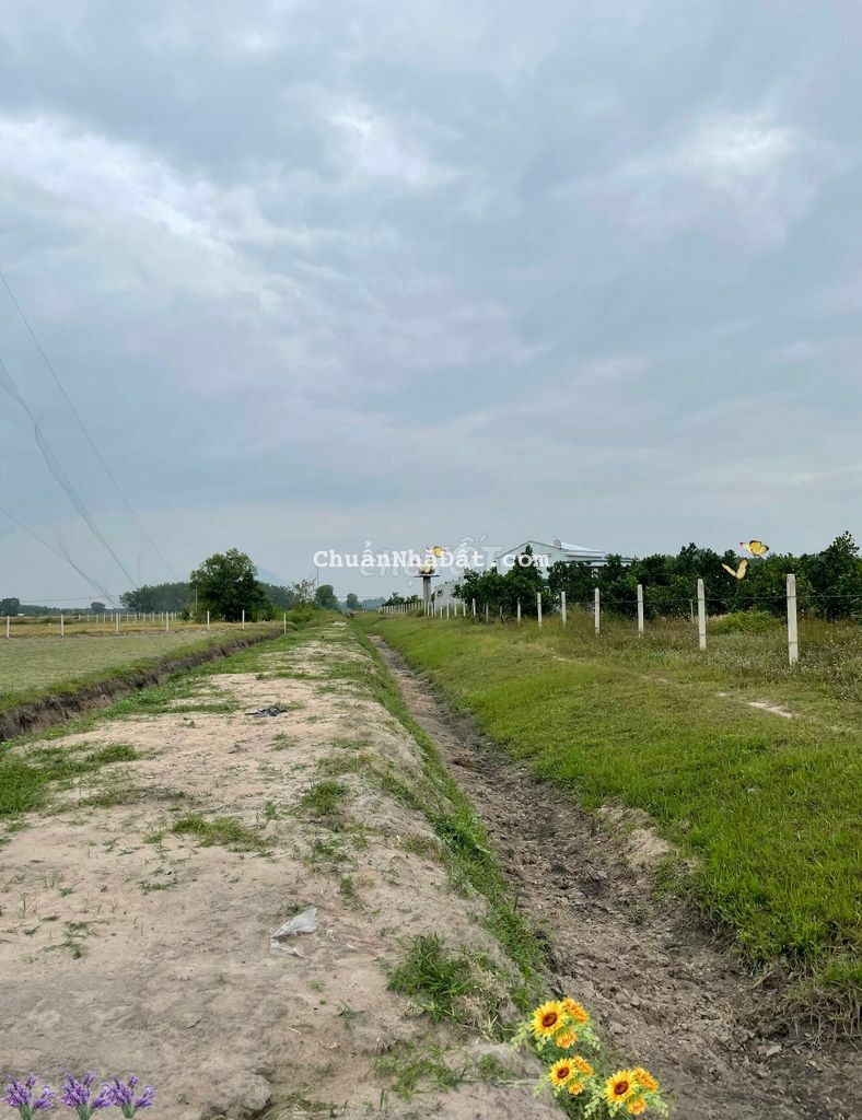 5x35.full thổ.155m2.view Núi.Gần Dầu Tiếng.450tr