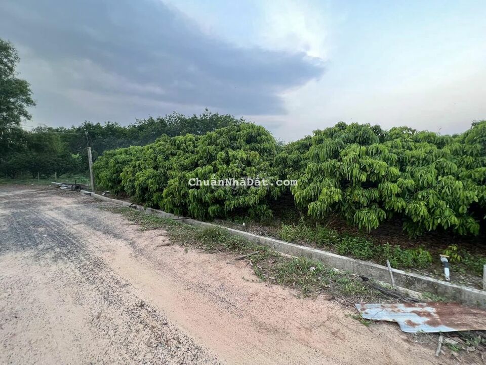 🌻40x50m CLN, Vườn nhãn đang thu hoạch Đường 6m, Truông Mít DMC 60tr/1m