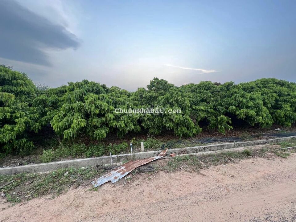 🌻40x50m CLN, Vườn nhãn đang thu hoạch Đường 6m, Truông Mít DMC 60tr/1m