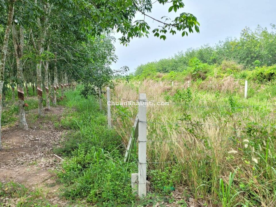 1024m2 LUK. 10m mặt tiền đường lớn. Kế bên KCN. 850tr. Đất lập vườn.