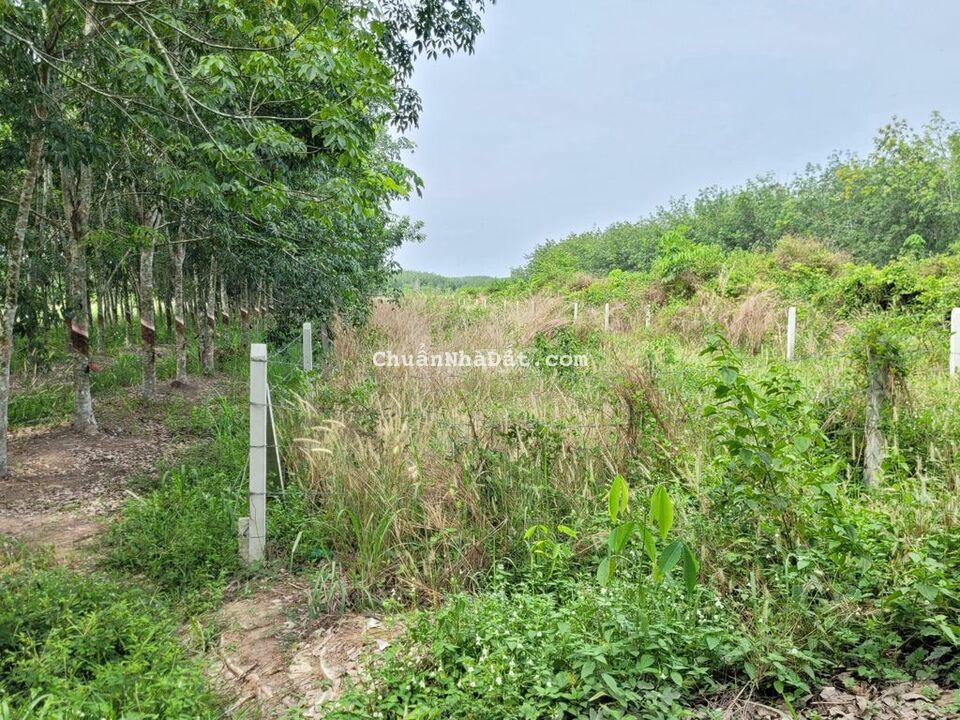 1024m2 LUK. 10m mặt tiền đường lớn. Kế bên KCN. 850tr. Đất lập vườn.