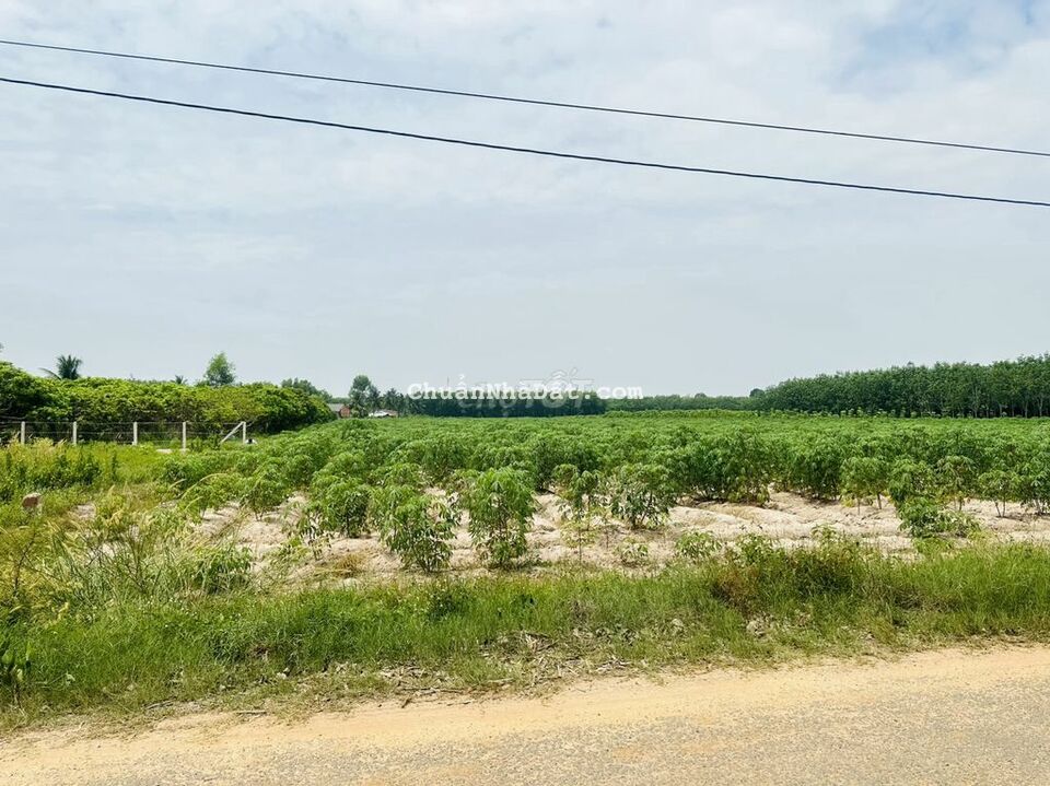 5*32. thổ cư. MT nhựa 499tr- 1/QL22 Gần tiện ích. HỖ TRỢ VAY NGÂN HÀNG