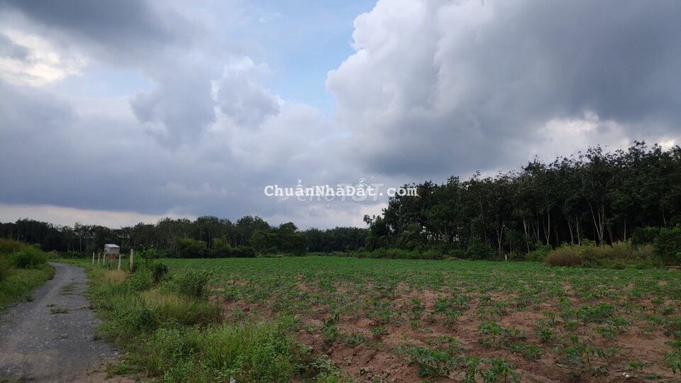 MT NHỰA 5x38 TC CHỈ 510TR PHƯỚC THẠNH GÒ DẦU MT NHỰA 5x38 TC CHỈ 510TR PHƯỚC THẠNH GÒ DẦU