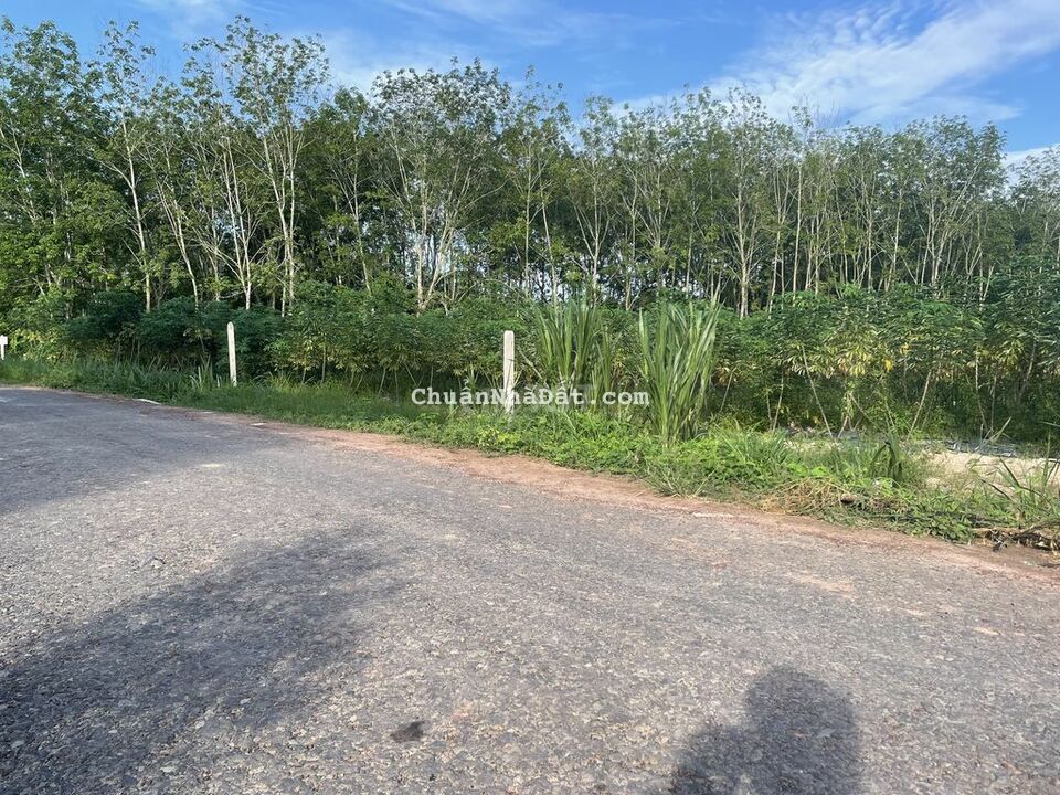 MT nhựa Phước Thạnh Gò Dầu, 5x40 150m2 thổ cư còn lại CLN chỉ 510tr