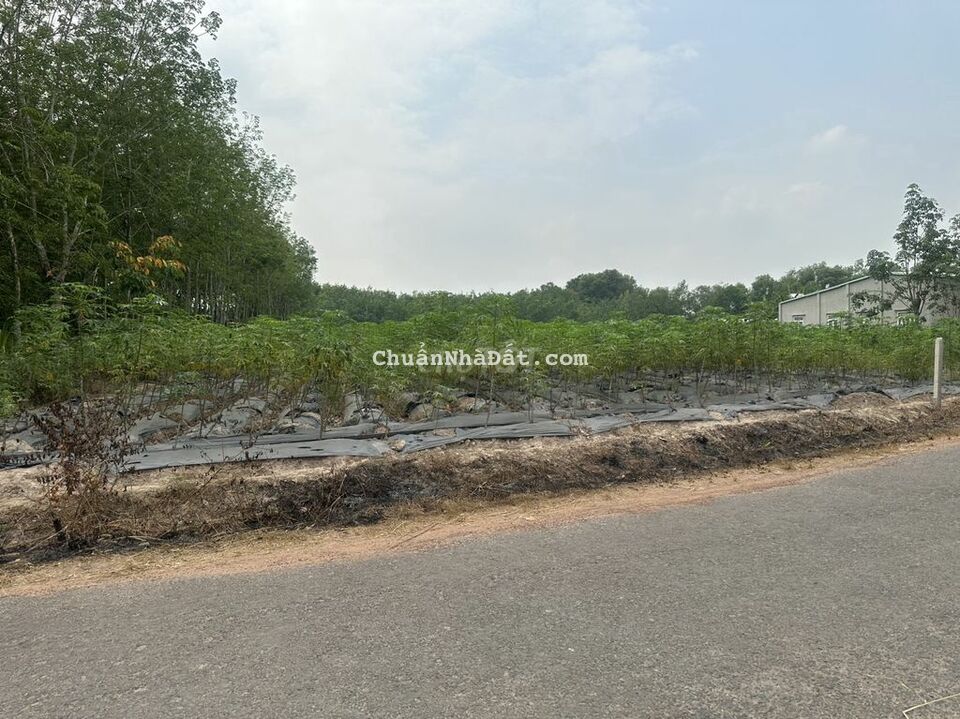 MT Nhựa thông. 5x40 - 2km tời KCN- 510tr Gần tiện ích. giá rẻ bất ngờ.