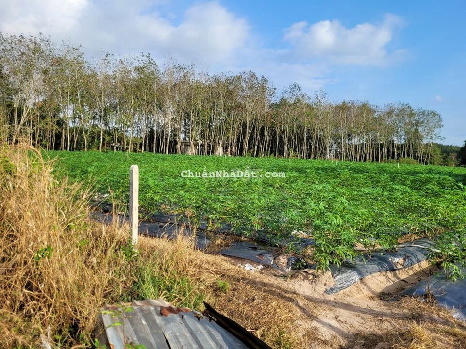 5x48. thổ cư. Đường nhựa thông. Gần KCN. 595tr