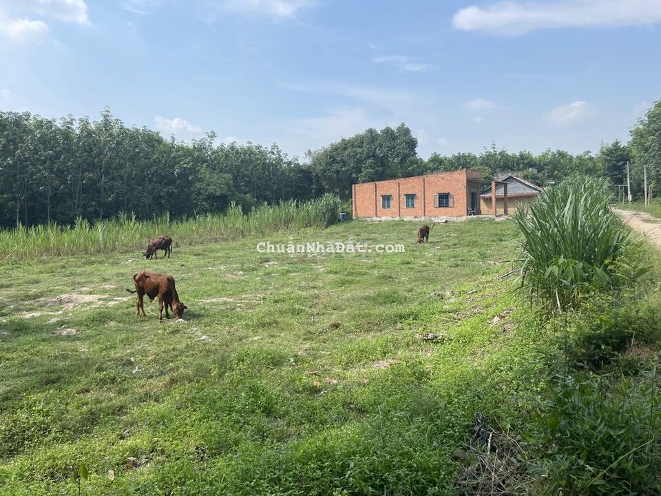 5x50 Full TC Cặp KCN Thạnh Đức chỉ 470tr 5x50 Full TC Cặp KCN Thạnh Đức chỉ 470tr