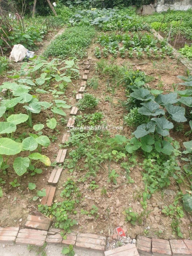 CHỦ NHÀ CẦN BÁN GẤP MẢNH 33M2 TẠI VÂN CANH CHỈ CÁCH MỸ ĐÌNH TẦM 5KM.