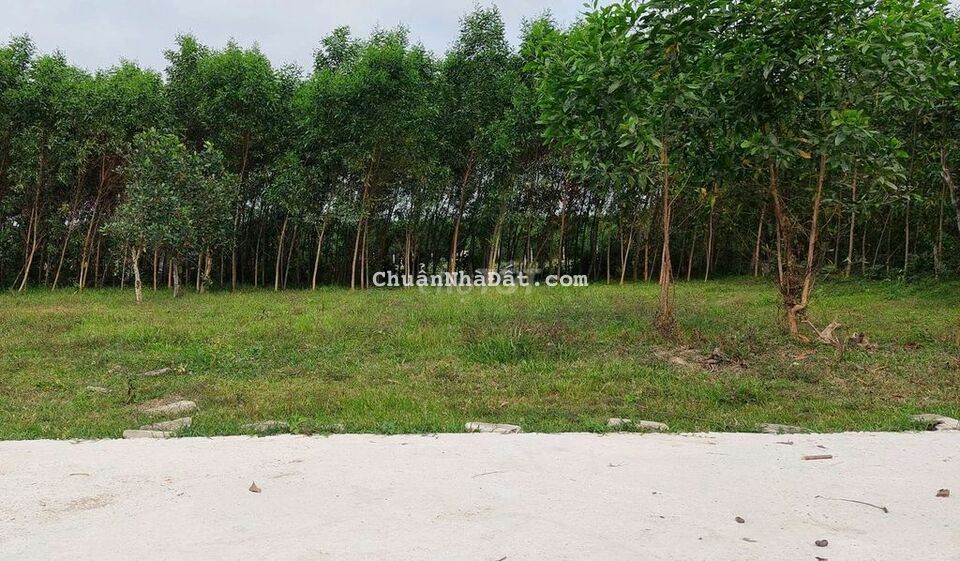 Đất xây nhà vườn 639m2 có 250m2 đất ở  vuông vắn bằng phẳng