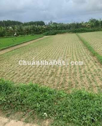 650m2 đất trồng cây hằng năm gần dân ở xã hòa nhơn