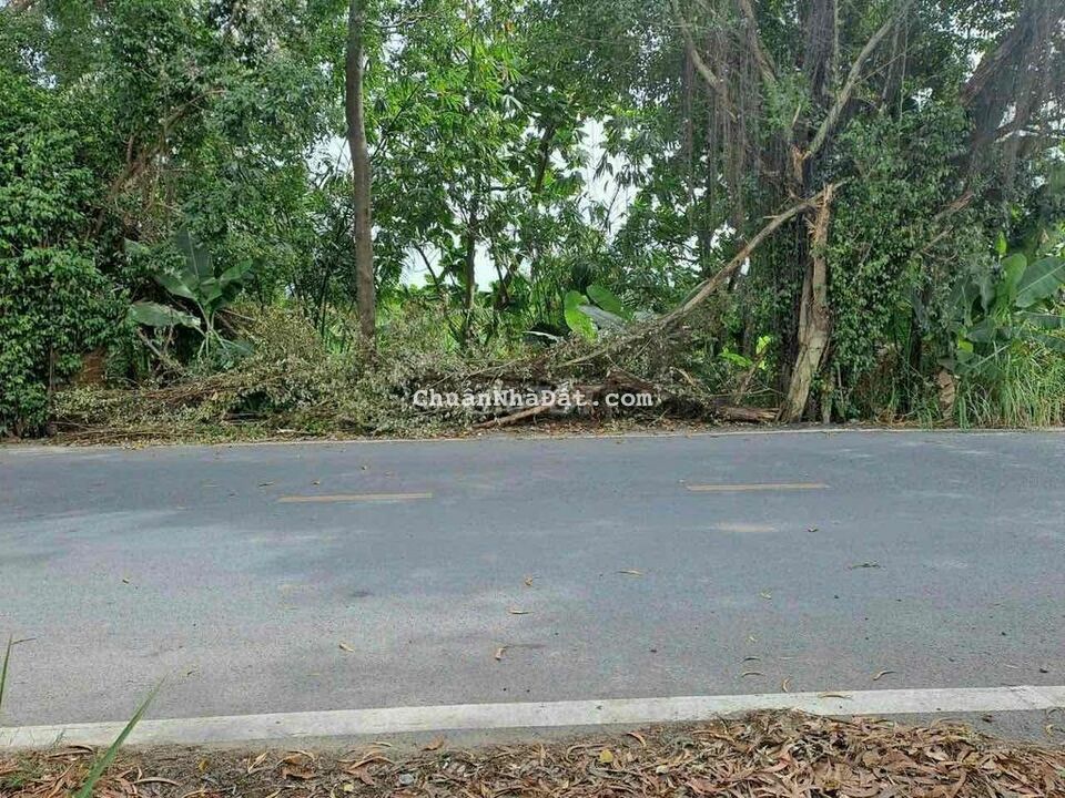 Đất Nhị Bình Bao Đẹp 26x62 có 300Thổ Cư Hóc Môn