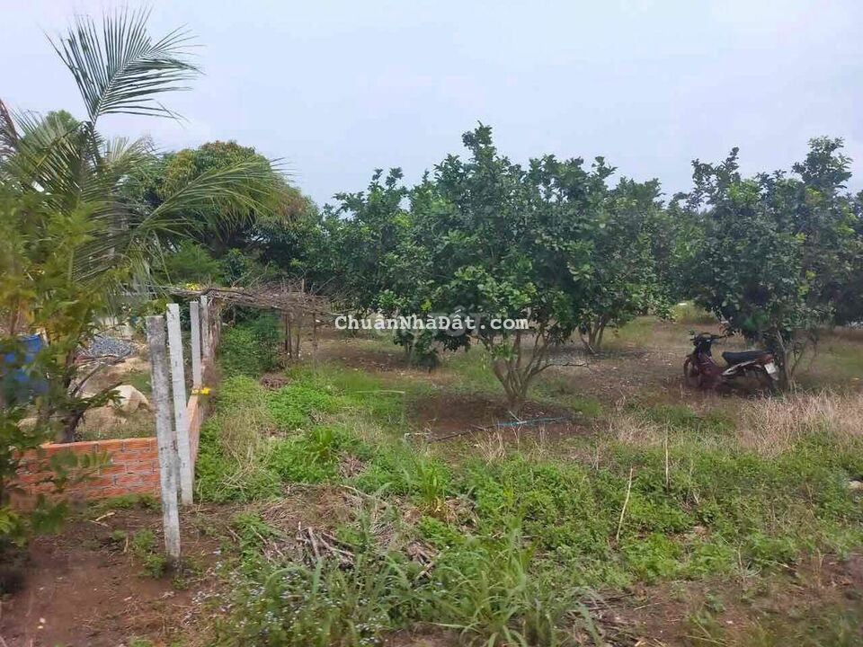 Bán Đất Vườn Bưởi
