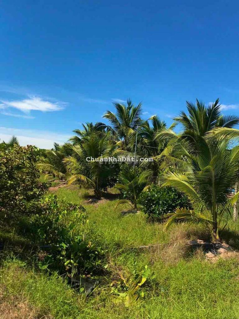 Bán Đất Vườn Bưởi