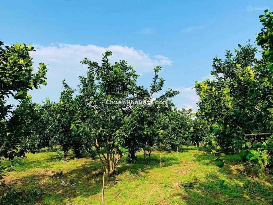 Bán Đất Ở Bình Phước