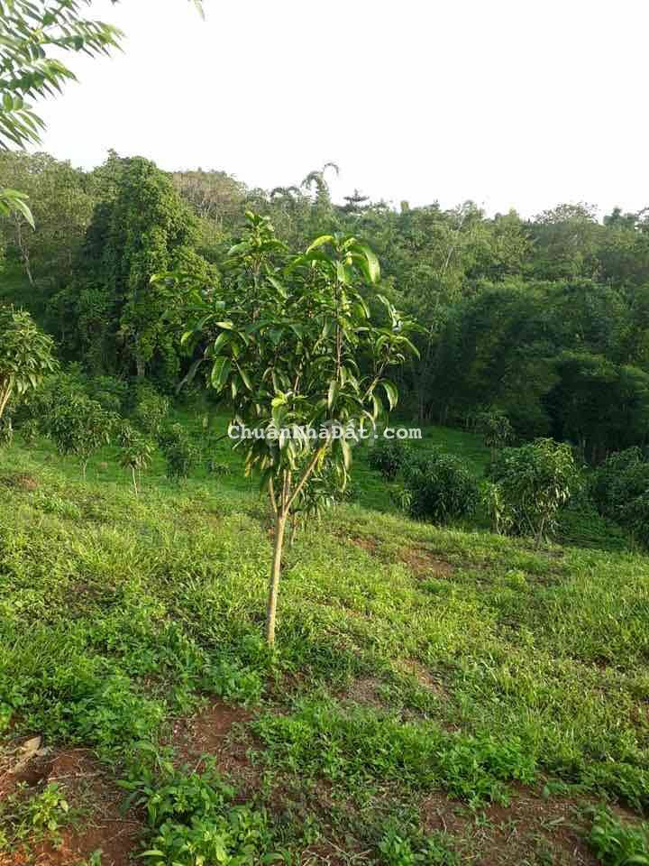 Lô đất diện tích lớn thích hợp làm kho bãi có sẳm thổ cư