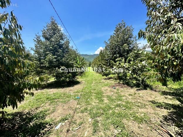 Bán 16.000m2 giáp Sông đang trồng Bưởi và Sầu Riêng gần uỷ ban xã Khánh Phú, Khánh Vĩnh