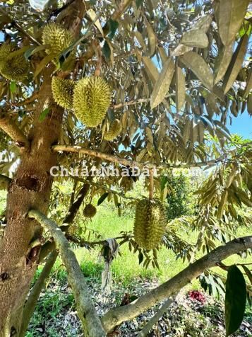 Bán 16.000m2 giáp Sông đang trồng Bưởi và Sầu Riêng gần uỷ ban xã Khánh Phú, Khánh Vĩnh