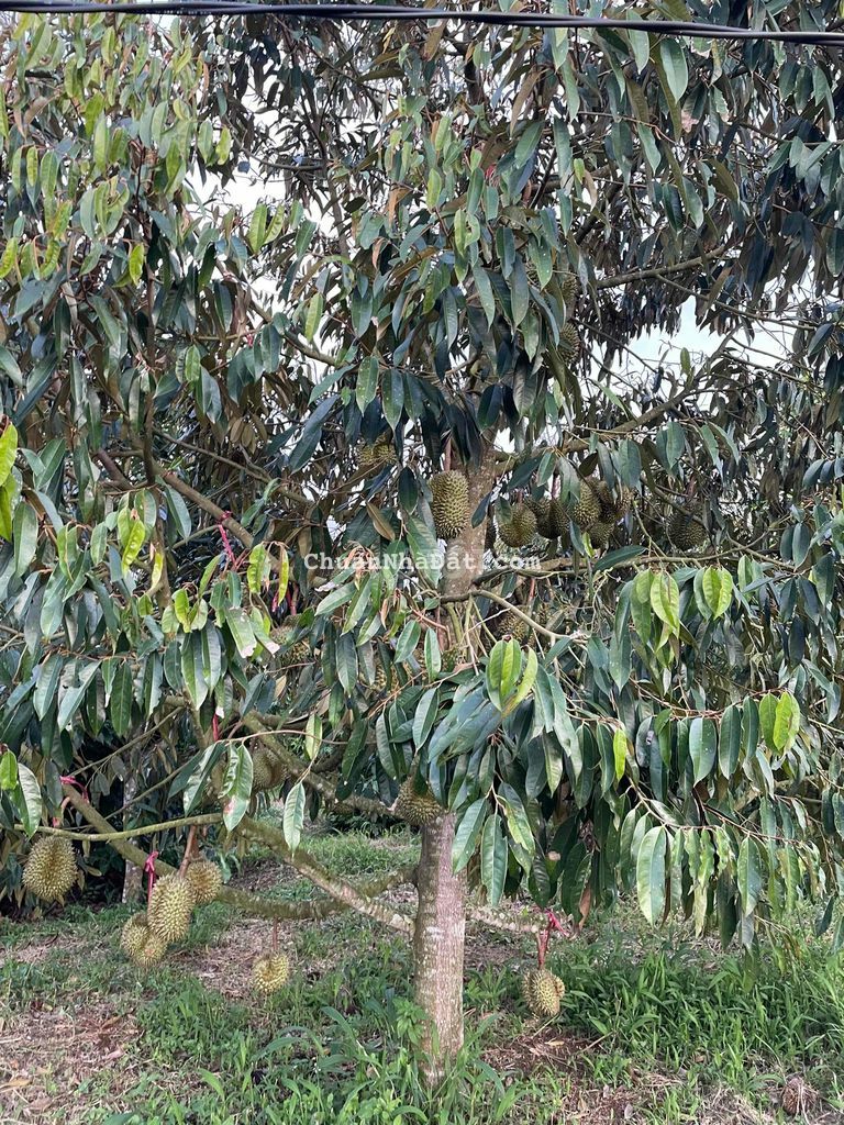 Bán miếng rẫy cafe cho thu 20tr/năm. Mặt tiền đường gần thị trấn