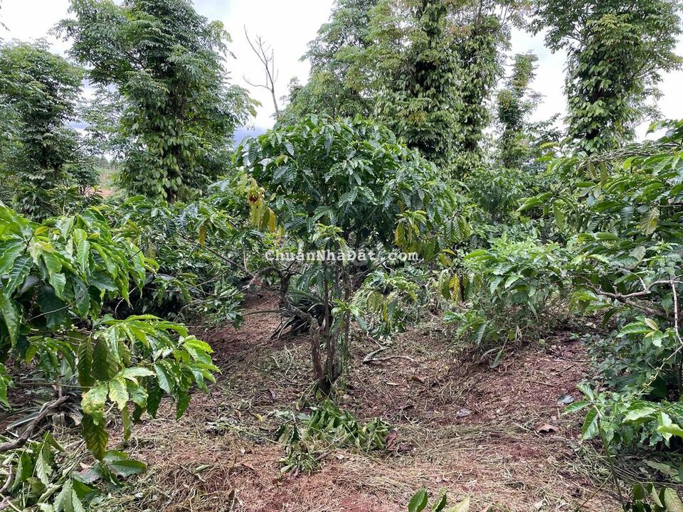 Bán miếng rẫy cafe cho thu 20tr/năm. Mặt tiền đường gần thị trấn