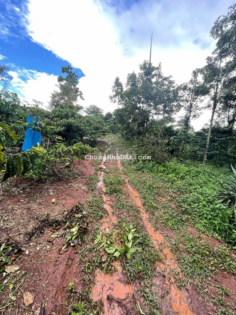 Bán miếng rẫy cafe cho thu 20tr/năm. Mặt tiền đường gần thị trấn