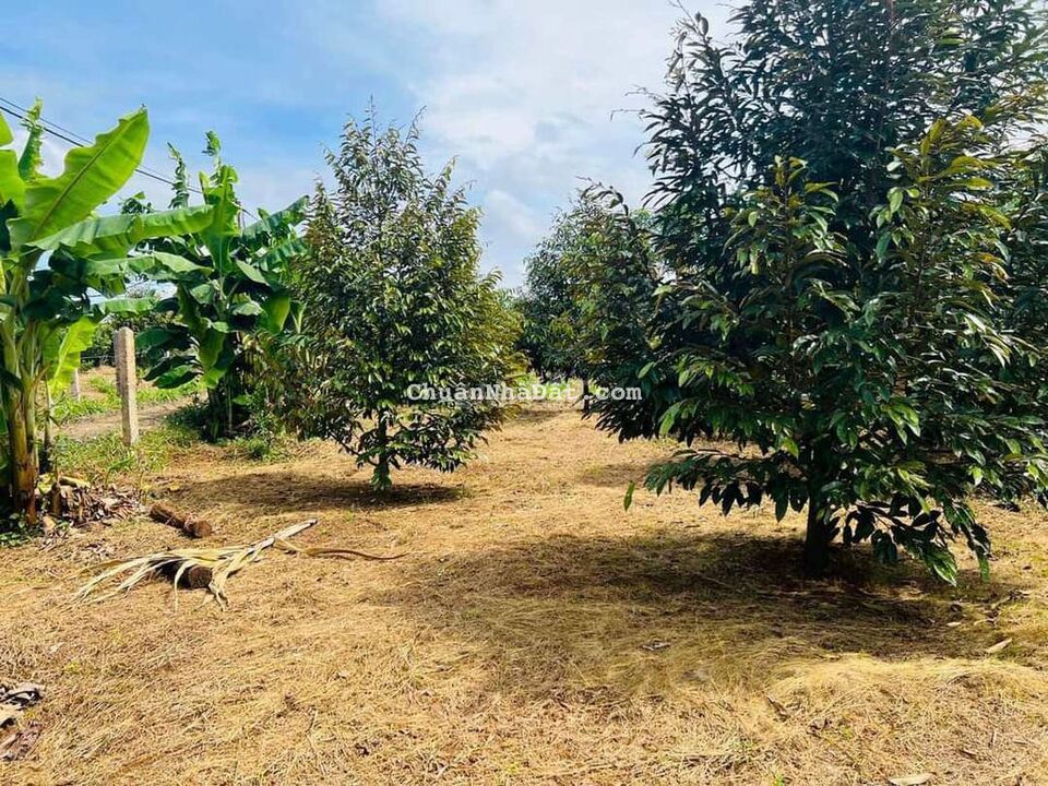 Chỉ 350tr Sở Hữu 820m² Đất Sầu Riêng, Có Nhà Cấp 4 Sẵn, Cách QL26 700m Chỉ 350tr Sở Hữu 820m² Đất Sầu Riêng, Có Nhà Cấp 4 Sẵn, Cách QL26 700m