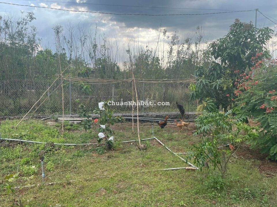 Bán lỗ hơn 1,1 sào chợ Bình Lộc, kín dân, bê tông mặt nhựa 1,5tỷ Bán lỗ hơn 1,1 sào chợ Bình Lộc, kín dân, bê tông mặt nhựa 1,5tỷ