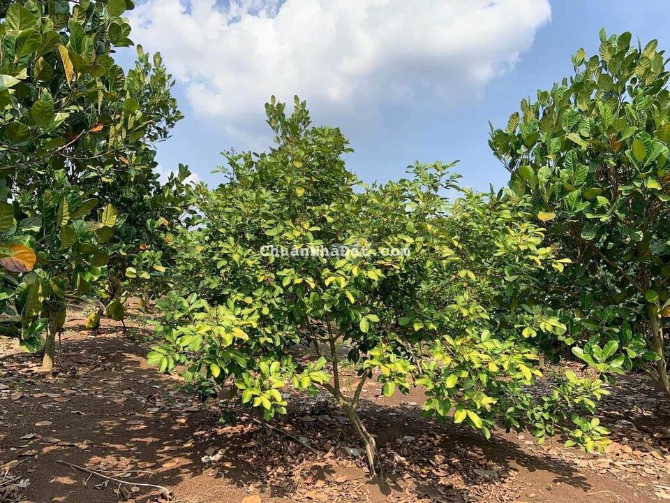 Bán gấp đất MT Xuân Lộc - Long Khánh 1150m2 chỉ 1 tỷ