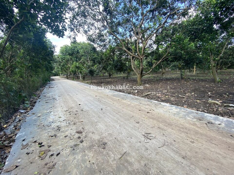 Đất vườn trái cây giá ngộp chỉ 1,2 tỷ/sào tại Long Khánh Đất vườn trái cây giá ngộp chỉ 1,2 tỷ/sào tại Long Khánh