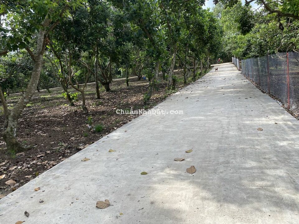 Đất vườn trái cây giá ngộp chỉ 1,2 tỷ/sào tại Long Khánh Đất vườn trái cây giá ngộp chỉ 1,2 tỷ/sào tại Long Khánh