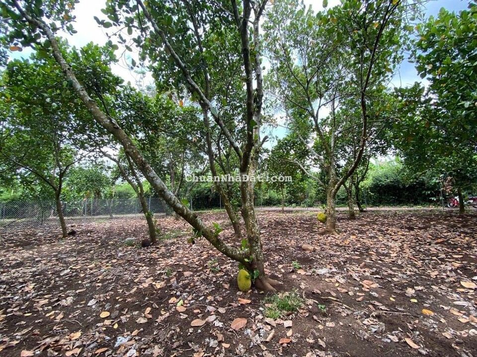 Bán gấp hơn 1,8 sào MT đường nhựa Xuân Tân Hàng Gòn chỉ 2,3 tỷ