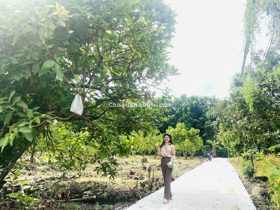 Hơn 2 sào vườn trái cây tại Long Khánh giá cực tốt Hơn 2 sào vườn trái cây tại Long Khánh giá cực tốt