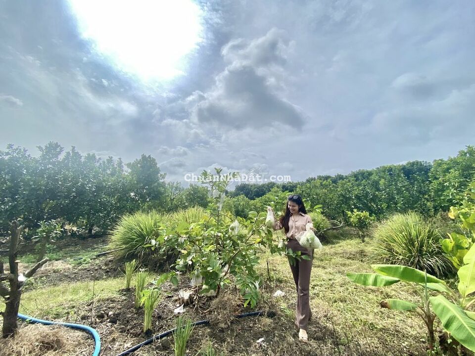 Hơn 2 sào vườn trái cây tại Long Khánh giá cực tốt Hơn 2 sào vườn trái cây tại Long Khánh giá cực tốt