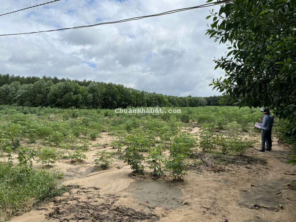 Đất MT ql 51c dự phóng tại phước bình.long thanh Đất MT ql 51c dự phóng tại phước bình.long thanh