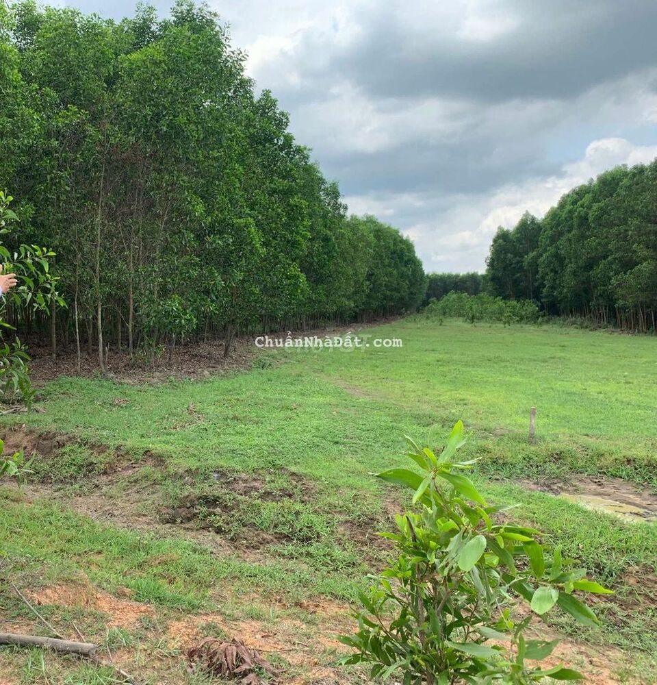 Bán 700m2 đất ngay mặt tiền sân bay,  sổ hồng riêng. Giá tl