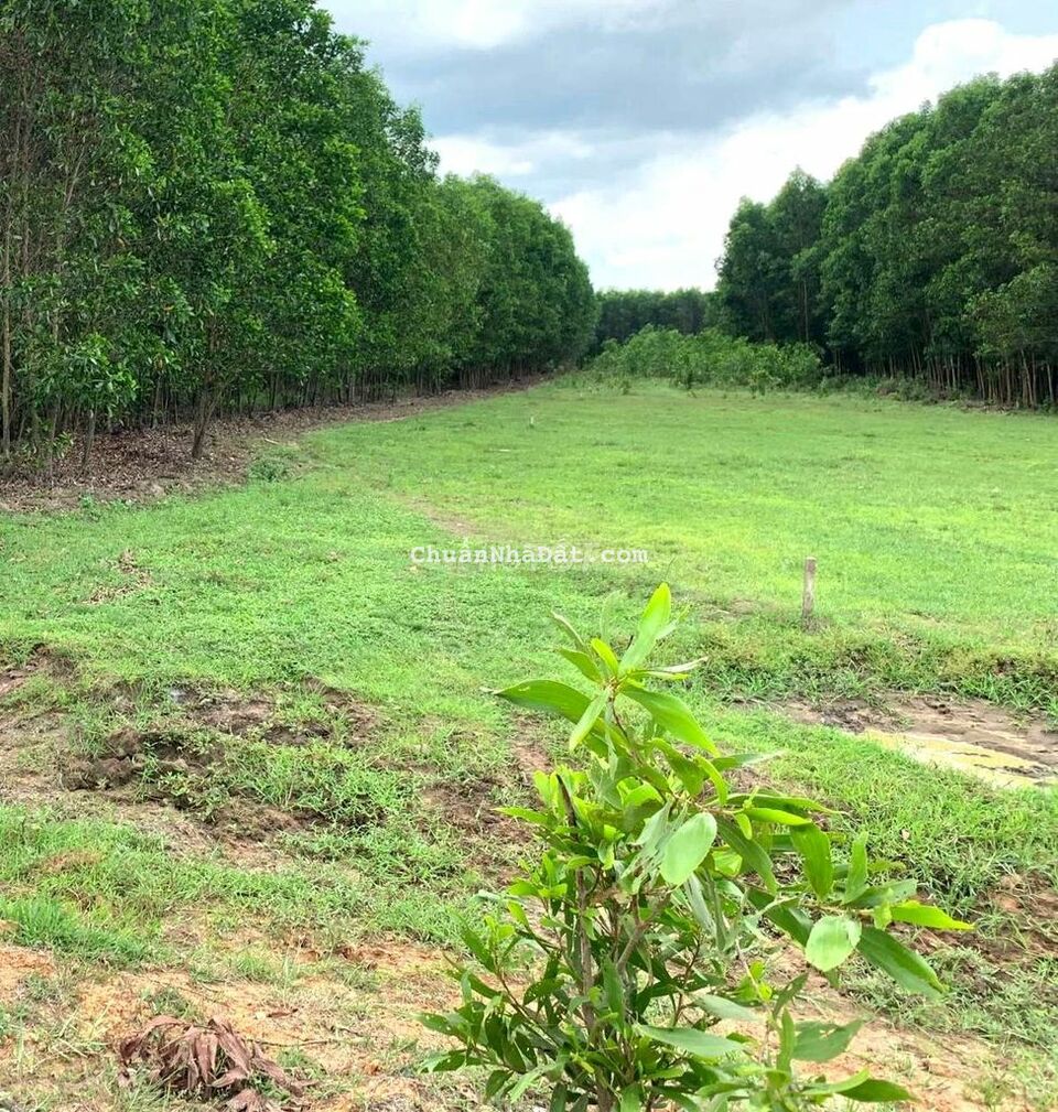 Bán 700m2 đất ngay mặt tiền sân bay,  sổ hồng riêng. Giá tl