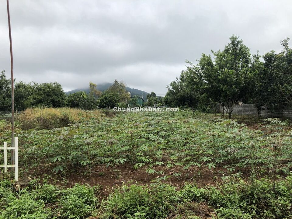 Đất thổ cư thị xã Đông Thanh sát đường nhựa view thoáng Đất thổ cư thị xã Đông Thanh sát đường nhựa view thoáng