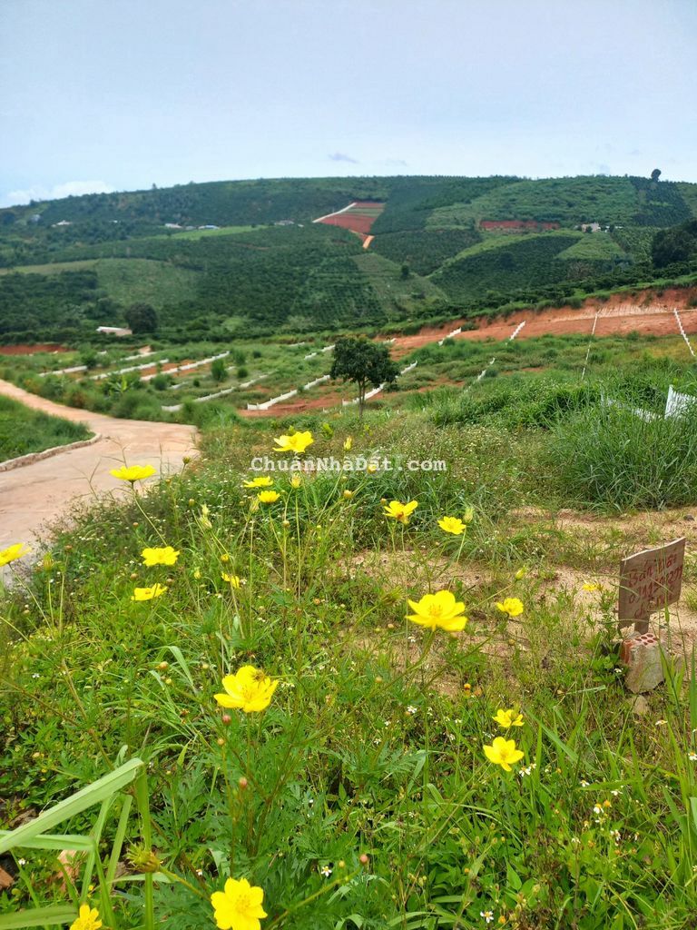 Cần tiền bán nhanh lô đất ngang 10m, có thổ cư Cần tiền bán nhanh lô đất ngang 10m, có thổ cư
